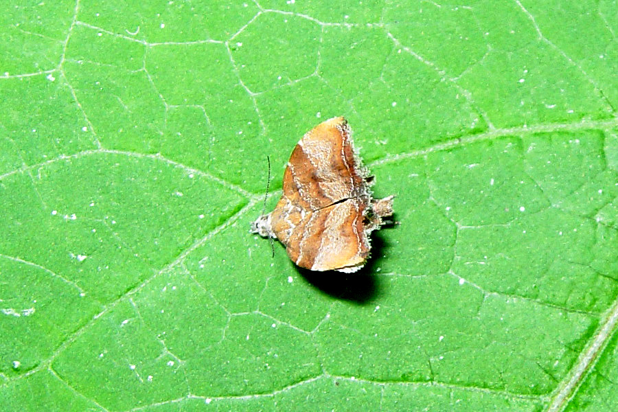 Choreutis nemorana